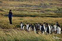 Nosso reencontro com pinguins rei em uma pinguinera na Terra do Fogo, no sul do Chile